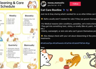 Cat Care Routine for a Healthy and Happy Feline